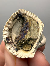 Load image into Gallery viewer, Bivalve (Pelecypoda) Fossil Sea Shell with Chalcopyrite | Mineralized Fossil Specimen | Indonesia