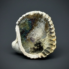 Load image into Gallery viewer, Bivalve (Pelecypoda) Fossil Sea Shell with Chalcopyrite | Mineralized Fossil Specimen | Indonesia