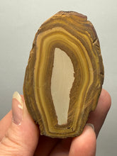Load image into Gallery viewer, Stromatolite Fossil Slice | Ancient Microbial Reef Structure | Morocco