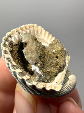 Load image into Gallery viewer, Bivalve (Pelecypoda) Fossil Sea Shell with Chalcopyrite | Mineralized Fossil Specimen | Indonesia