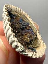 Load image into Gallery viewer, Bivalve (Pelecypoda) Fossil Sea Shell with Chalcopyrite | Mineralized Fossil Specimen | Indonesia