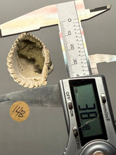 Load image into Gallery viewer, Bivalve (Pelecypoda) Fossil Sea Shell with Chalcopyrite | Mineralized Fossil Specimen | Indonesia