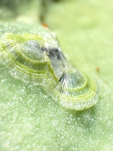Load image into Gallery viewer, High-Grade Green Wavellite Collectors Specimen - Radiating Botryoidal Crystal Formation - Arkansas, USA
