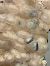 Load image into Gallery viewer, Blue-Green Chrysocolla in Botryoidal Chalcedony Cabinet Specimen | Indonesia