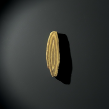 Load image into Gallery viewer, Stromatolite Fossil Slice | Ancient Microbial Reef Structure | Morocco