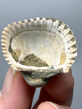 Load image into Gallery viewer, Bivalve (Pelecypoda) Fossil Sea Shell with Chalcopyrite | Mineralized Fossil Specimen | Indonesia