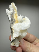Load image into Gallery viewer, Moroccan Ram’s Horn Selenite (Gypsum) Crystal Display Specimen