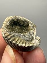 Load image into Gallery viewer, Bivalve (Pelecypoda) Fossil Sea Shell with Calcite Crystals and Chalcopyrite | Mineralized Fossil Specimen | Indonesia