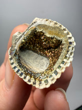 Load image into Gallery viewer, Bivalve (Pelecypoda) Fossil Sea Shell with Chalcopyrite | Mineralized Fossil Specimen | Indonesia