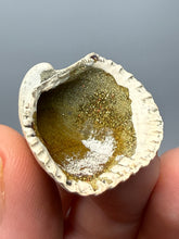 Load image into Gallery viewer, Bivalve (Pelecypoda) Fossil Sea Shell with Chalcopyrite | Mineralized Fossil Specimen | Indonesia