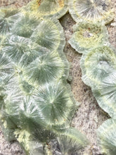 Load image into Gallery viewer, High-Grade Green Wavellite Collectors Specimen - Radiating Botryoidal Crystal Formation - Arkansas, USA