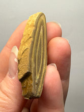 Load image into Gallery viewer, Stromatolite Fossil Slice | Ancient Microbial Reef Structure | Morocco