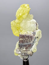 Load image into Gallery viewer, Vibrant Yellow Brucite Thumbnail Mineral Specimen | Collector Crystal from Killa Saifullah District in Balochistan Province, Pakistan