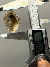 Load image into Gallery viewer, Bivalve (Pelecypoda) Fossil Sea Shell with Chalcopyrite | Mineralized Fossil Specimen | Indonesia