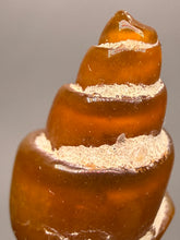 Load image into Gallery viewer, Agatized Gastropod Fossil Specimen | Morocco