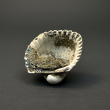 Load image into Gallery viewer, Bivalve (Pelecypoda) Fossil Sea Shell with Chalcopyrite | Mineralized Fossil Specimen | Indonesia