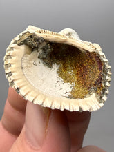 Load image into Gallery viewer, Bivalve (Pelecypoda) Fossil Sea Shell with Chalcopyrite | Mineralized Fossil Specimen | Indonesia