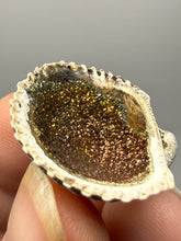 Load image into Gallery viewer, Bivalve (Pelecypoda) Fossil Sea Shell with Chalcopyrite | Mineralized Fossil Specimen | Indonesia