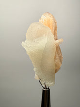 Load image into Gallery viewer, High-Grade Apophyllite on Pink Stilbite Zeolite | Indian Collector Mineral Specimen