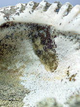 Load image into Gallery viewer, Bivalve (Pelecypoda) Fossil Sea Shell with Chalcopyrite | Mineralized Fossil Specimen | Indonesia