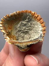 Load image into Gallery viewer, Bivalve (Pelecypoda) Fossil Sea Shell with Chalcopyrite | Mineralized Fossil Specimen | Indonesia