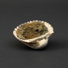Load image into Gallery viewer, Bivalve (Pelecypoda) Fossil Sea Shell with Chalcopyrite | Mineralized Fossil Specimen | Indonesia