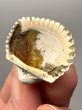 Load image into Gallery viewer, Bivalve (Pelecypoda) Fossil Sea Shell with Chalcopyrite | Mineralized Fossil Specimen | Indonesia