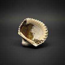 Load image into Gallery viewer, Bivalve (Pelecypoda) Fossil Sea Shell with Chalcopyrite | Mineralized Fossil Specimen | Indonesia