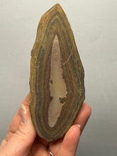 Load image into Gallery viewer, Stromatolite Fossil Slice | Ancient Microbial Reef Structure | Morocco