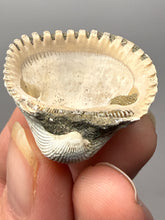 Load image into Gallery viewer, Bivalve (Pelecypoda) Fossil Sea Shell with Chalcopyrite | Mineralized Fossil Specimen | Indonesia