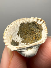 Load image into Gallery viewer, Bivalve (Pelecypoda) Fossil Sea Shell with Chalcopyrite | Mineralized Fossil Specimen | Indonesia