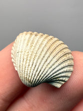 Load image into Gallery viewer, Bivalve (Pelecypoda) Fossil Sea Shell with Chalcopyrite | Mineralized Fossil Specimen | Indonesia