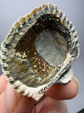 Load image into Gallery viewer, Bivalve (Pelecypoda) Fossil Sea Shell with Chalcopyrite | Mineralized Fossil Specimen | Indonesia