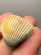 Load image into Gallery viewer, Bivalve (Pelecypoda) Fossil Sea Shell with Chalcopyrite | Mineralized Fossil Specimen | Indonesia