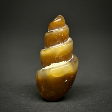 Load image into Gallery viewer, Agatized Gastropod Fossil Specimen | Morocco