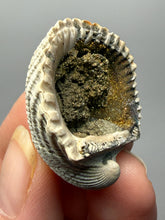 Load image into Gallery viewer, Bivalve (Pelecypoda) Fossil Sea Shell with Chalcopyrite | Mineralized Fossil Specimen | Indonesia