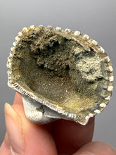 Load image into Gallery viewer, Bivalve (Pelecypoda) Fossil Sea Shell with Chalcopyrite | Mineralized Fossil Specimen | Indonesia