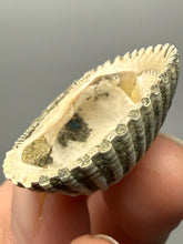 Load image into Gallery viewer, Bivalve (Pelecypoda) Fossil Sea Shell with Chalcopyrite | Mineralized Fossil Specimen | Indonesia