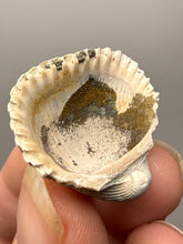 Load image into Gallery viewer, Bivalve (Pelecypoda) Fossil Sea Shell with Chalcopyrite | Mineralized Fossil Specimen | Indonesia
