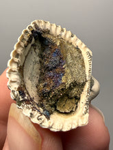 Load image into Gallery viewer, Bivalve (Pelecypoda) Fossil Sea Shell with Chalcopyrite | Mineralized Fossil Specimen | Indonesia