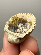 Load image into Gallery viewer, Bivalve (Pelecypoda) Fossil Sea Shell with Calcite Crystals and Chalcopyrite | Mineralized Fossil Specimen | Indonesia