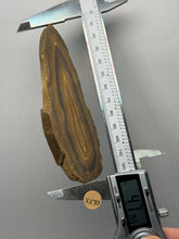Load image into Gallery viewer, Stromatolite Fossil Slice | Ancient Microbial Reef Structure | Morocco