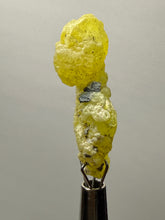 Load image into Gallery viewer, Vibrant Yellow Brucite Thumbnail Mineral Specimen | Collector Crystal from Killa Saifullah District in Balochistan Province, Pakistan