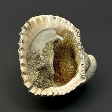 Load image into Gallery viewer, Bivalve (Pelecypoda) Fossil Sea Shell with Chalcopyrite | Mineralized Fossil Specimen | Indonesia