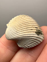 Load image into Gallery viewer, Bivalve (Pelecypoda) Fossil Sea Shell with Chalcopyrite | Mineralized Fossil Specimen | Indonesia