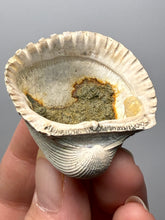Load image into Gallery viewer, Bivalve (Pelecypoda) Fossil Sea Shell with Chalcopyrite | Mineralized Fossil Specimen | Indonesia