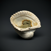 Load image into Gallery viewer, Bivalve (Pelecypoda) Fossil Sea Shell with Chalcopyrite | Mineralized Fossil Specimen | Indonesia