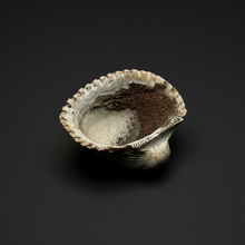 Load image into Gallery viewer, Bivalve (Pelecypoda) Fossil Sea Shell with Chalcopyrite | Mineralized Fossil Specimen | Indonesia