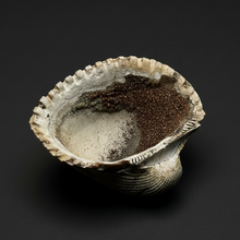 Load image into Gallery viewer, Bivalve (Pelecypoda) Fossil Sea Shell with Chalcopyrite | Mineralized Fossil Specimen | Indonesia