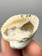 Load image into Gallery viewer, Bivalve (Pelecypoda) Fossil Sea Shell with Chalcopyrite | Mineralized Fossil Specimen | Indonesia